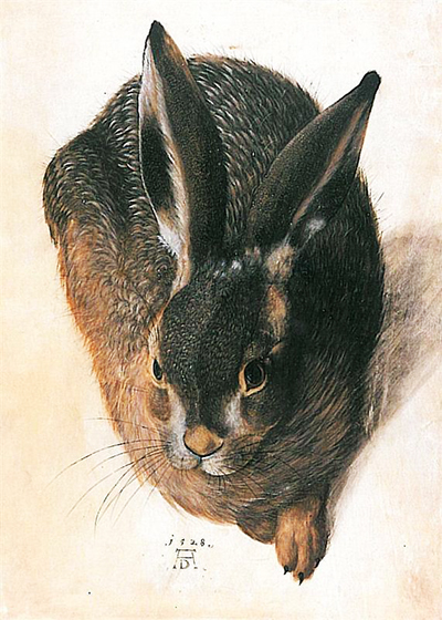 Hare 1528 Albrecht Durer